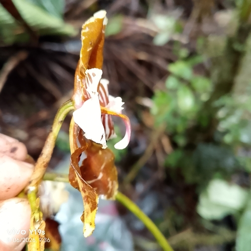 Cyrtochilum halteratum, photograph 1