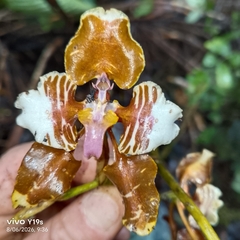 Cyrtochilum halteratum, photograph author not stated, no rights reserved