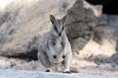 Petrogale mareeba