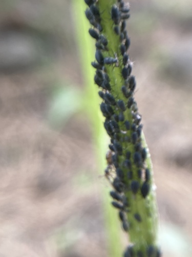 iNaturalist observation photo of Aphids