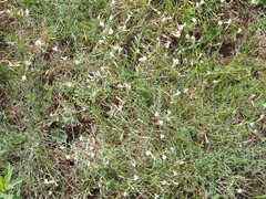 Astragalus ucrainicus