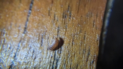 Trichoniscus pusillus