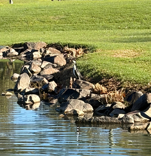 Little Pied Cormorant