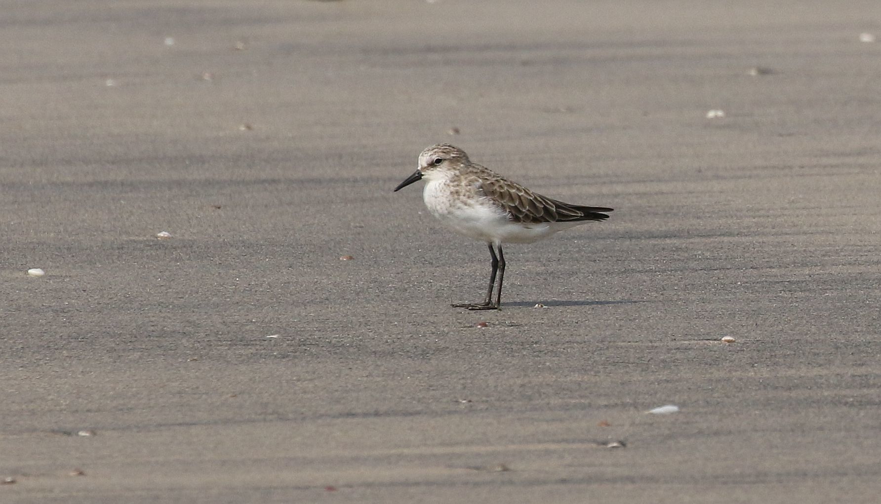 Little Stint