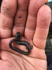 Batrachoseps pacificus