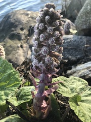 Petasites hybridus