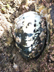 Haliotis cracherodii