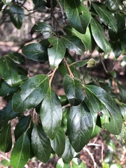 Petalostigma pubescens