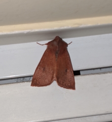 Orthosia transparens