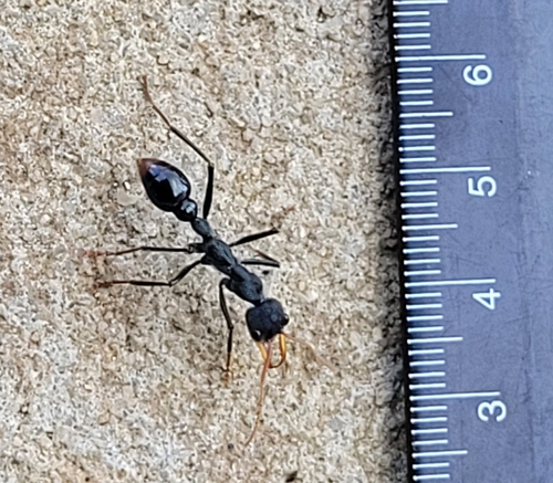 Australian Jumper Ant