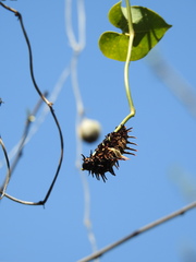 Troides aeacus formosanus