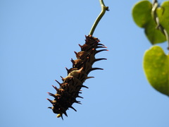 Troides aeacus formosanus