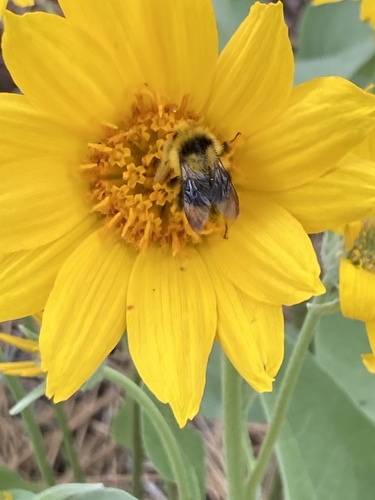 iNaturalist observation photo of Bumble Bees