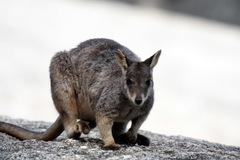 Petrogale mareeba