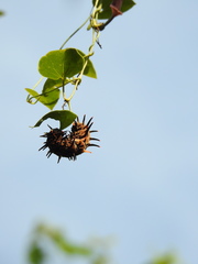 Troides aeacus formosanus