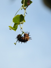 Troides aeacus formosanus