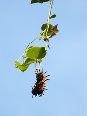 Troides aeacus formosanus