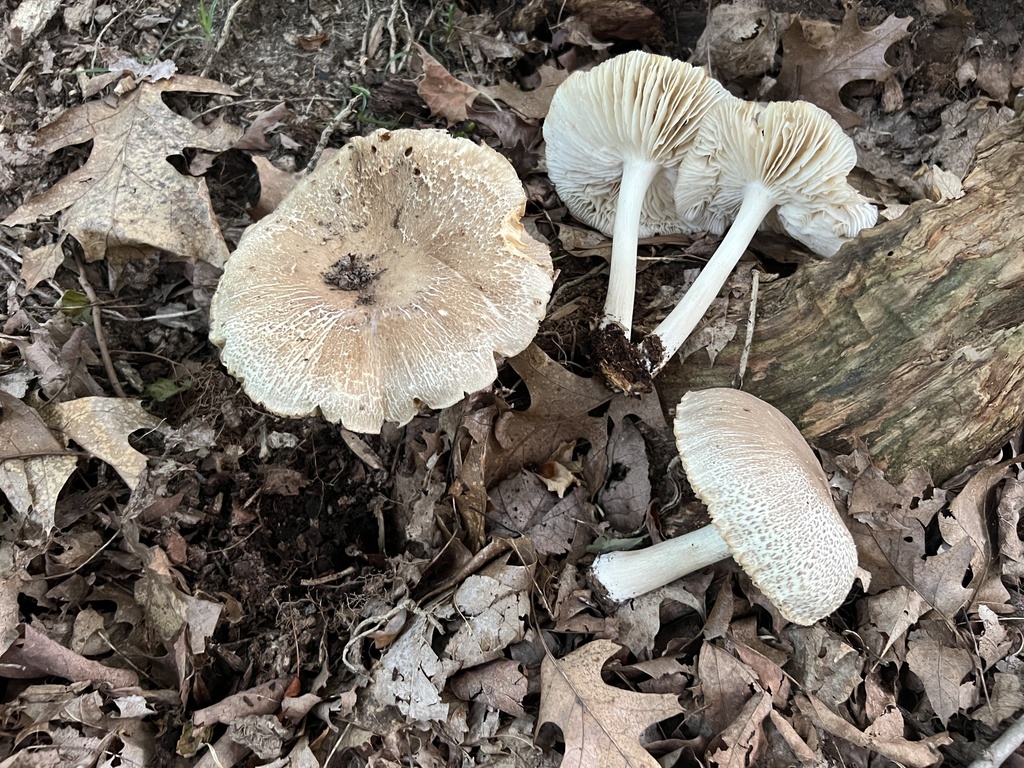 Eastern American Platterful Mushroom · June 2026 · photo: Photo: (c) Brian C. Hunt, some rights reserved (CC BY) · iNaturalist