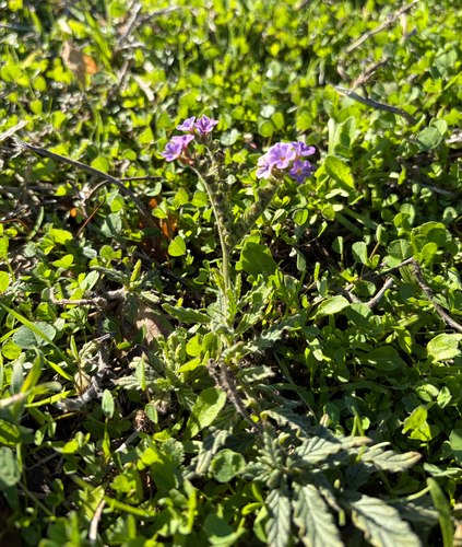 fragrant heliotrope