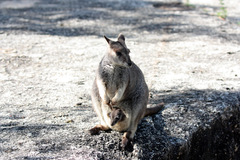 Petrogale mareeba
