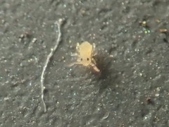 Deuterosminthurus pallipes