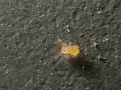 Deuterosminthurus pallipes