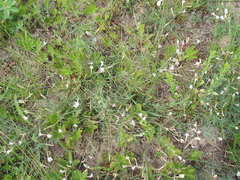 Astragalus ucrainicus