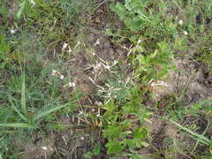 Astragalus ucrainicus