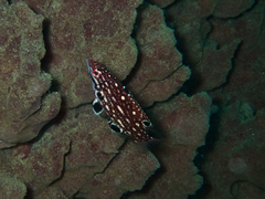 Bodianus dictynna