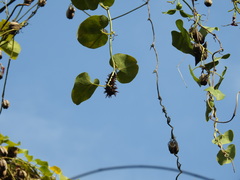 Troides aeacus formosanus