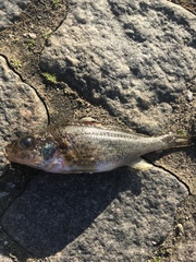 Gymnocephalus cernua