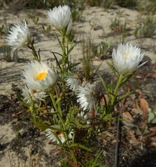 Helichrysum leucopsideum