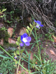 Phacelia viscida viscida