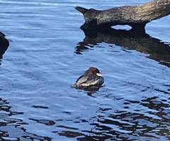 Mergus merganser