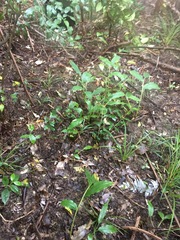 Syzygium paniculatum