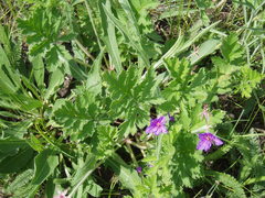 Erodium ruthenicum