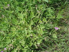 Erodium ruthenicum