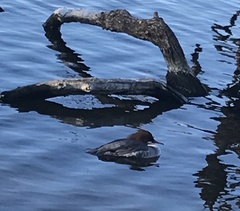 Mergus merganser