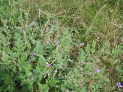 Erodium ruthenicum