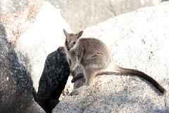 Petrogale mareeba