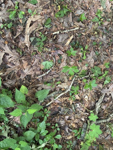 partridgeberry
