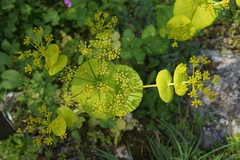 Smyrnium perfoliatum rotundifolium