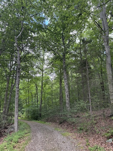 American Beech