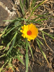 Calenduleae