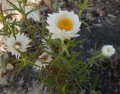Helichrysum leucopsideum