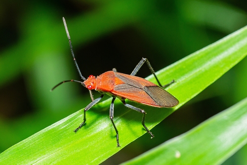 Leptocoris vicinus (Dallas, 1852)