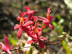 Epidendrum × obrienianum