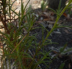 Helichrysum leucopsideum