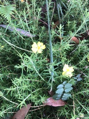 Hibbertia stricta