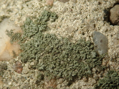 Phaeophyscia nigricans